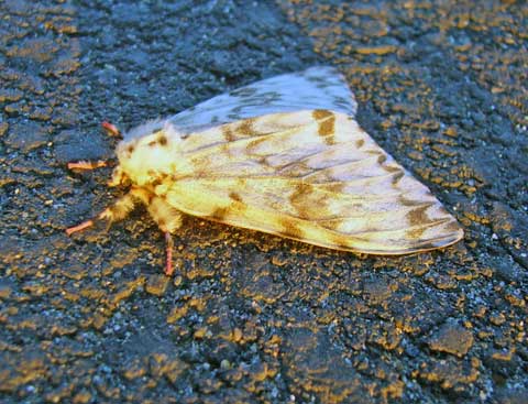 岩手県洋野町 発信 蛾が大発生