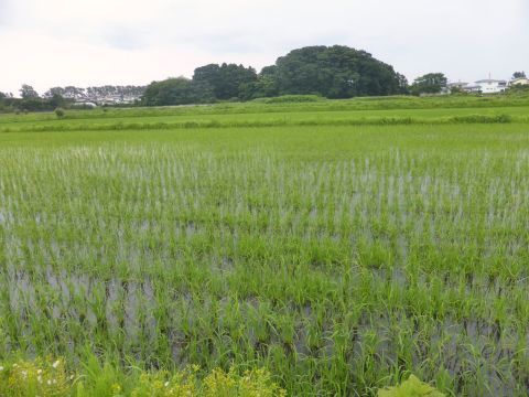 2016-7-4-8.jpg