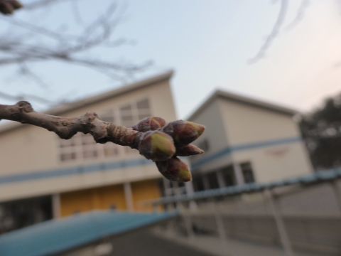 2017-3-31-4.jpg