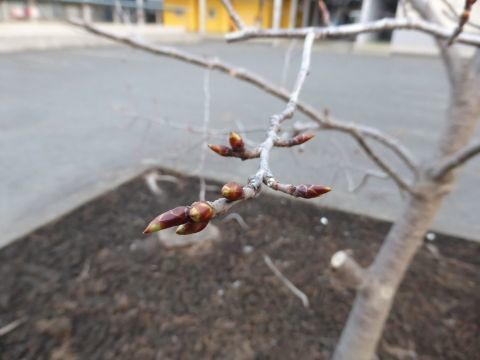 2017-3-31-5.jpg