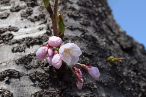 2017-4-17-4.jpg