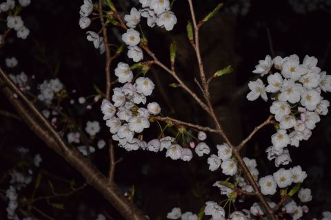 2017-4-22-6.jpg