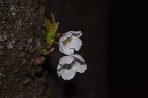 2017-4-22-9.jpg