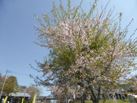 2017-5-11-7.jpg