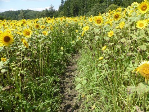 2017-8-29-10.jpg