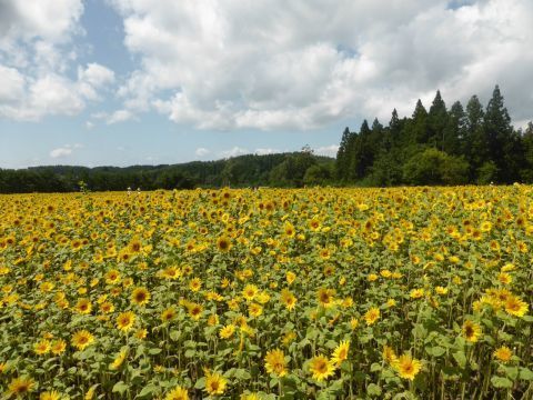 2017-8-29-9.jpg