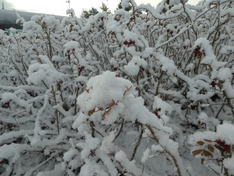 2018-12-15-9.jpg