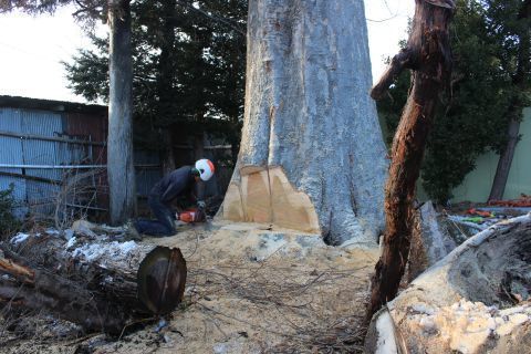 でかいケヤキの木 伐採 後編: 岩手県洋野町 発信