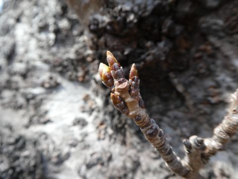 2018-3-25-5.jpg
