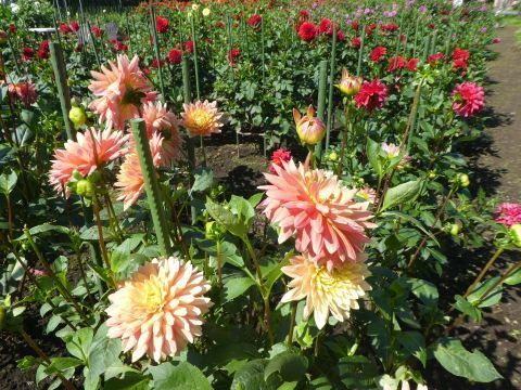 2018-9-14-5.jpg