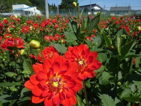 2018-9-14-8.jpg