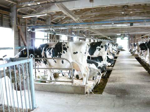 洋野町の乳牛