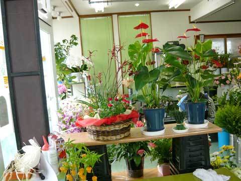 フラワーショップ三恵の花