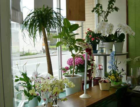 フラワーショップ三恵の花