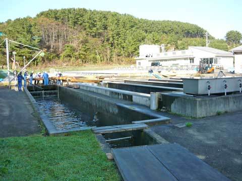 有家鮭ます孵化場