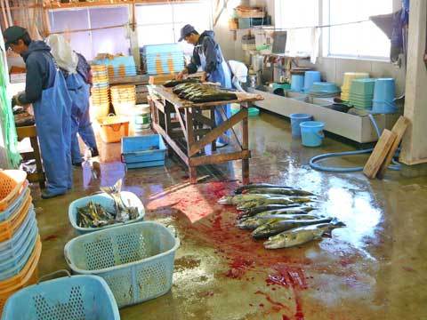 有家鮭ます孵化場