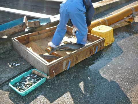 有家鮭ます孵化場