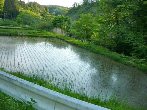 洋野町の田園風景