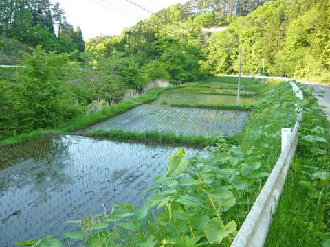 洋野町の田園風景