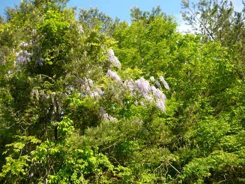 洋野町の深緑