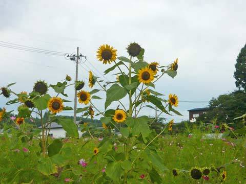 ひまわり