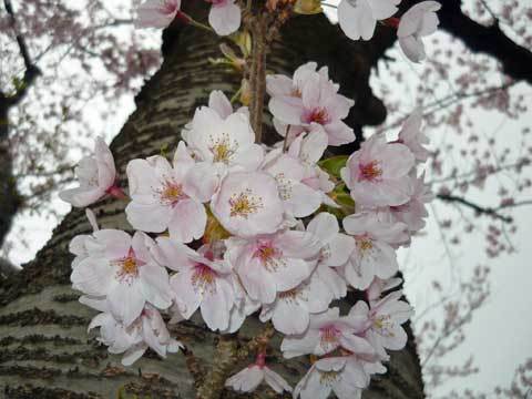 洋野町の桜