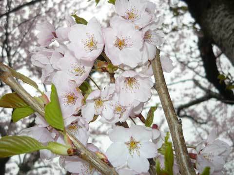 洋野町の桜