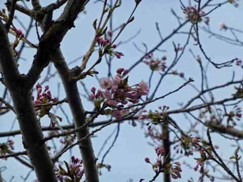 洋野町の桜