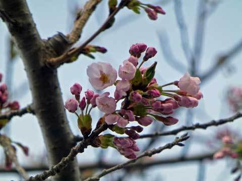洋野町の桜