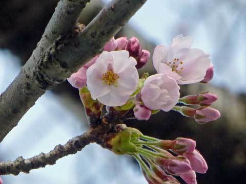 洋野町の桜