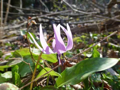 カタクリの花