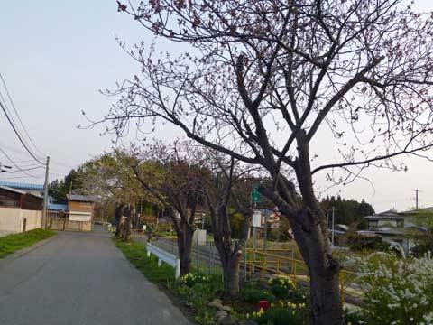 宿戸駅の桜