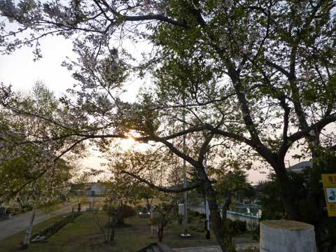 宿戸小学校の桜