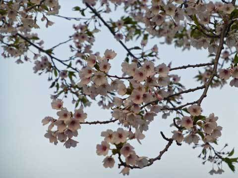 種市幼稚園の桜