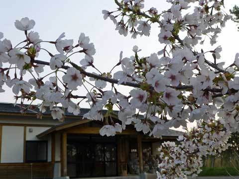 玉川地区センターの桜