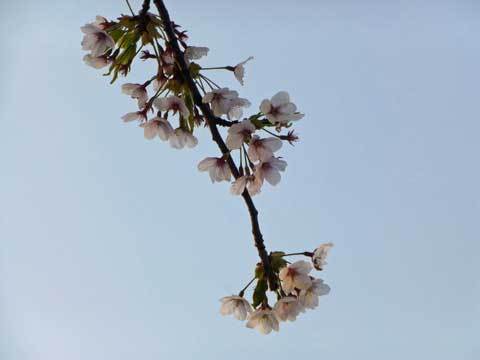宿戸駅の桜