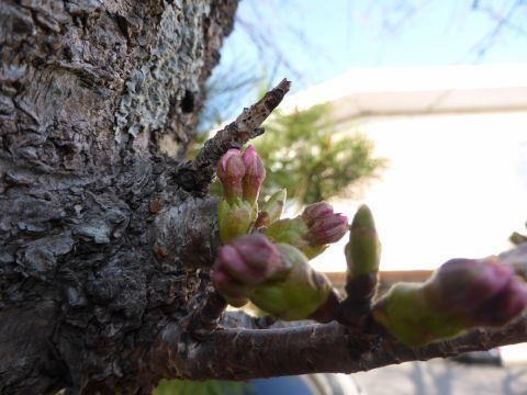 2015-4-11-2.jpg