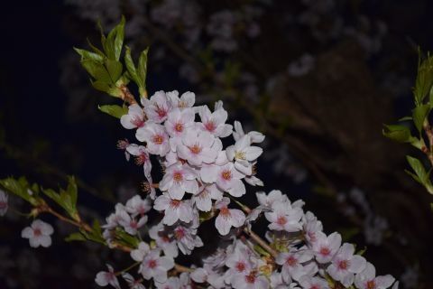 2018-12-31-8.jpg