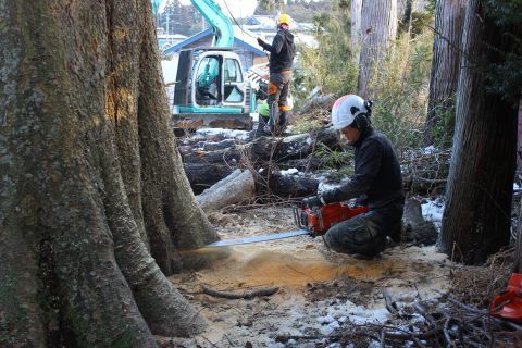 でかいケヤキの木 伐採 後編: 岩手県洋野町 発信