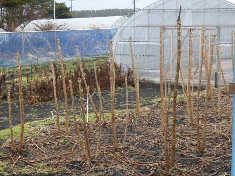 岩手県洋野町 発信 大々的にタラの芽栽培中 後編